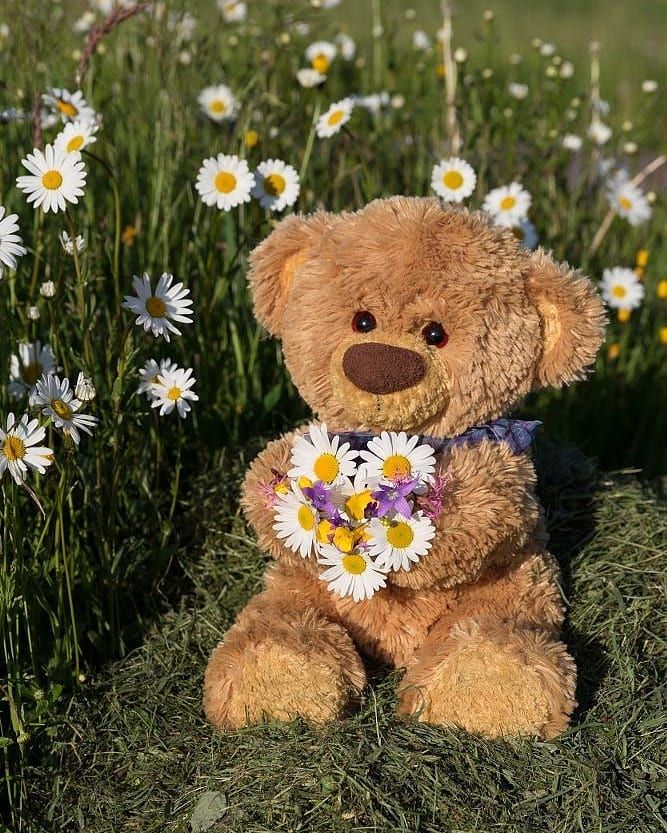 Cute Teddy Bear